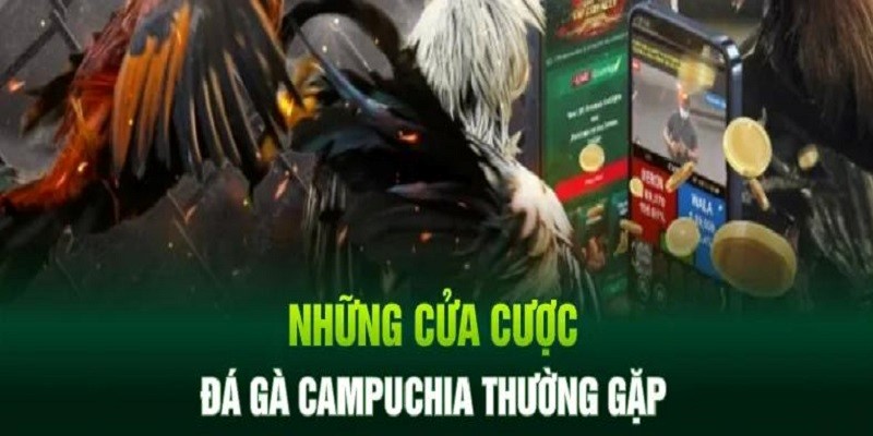 3 cửa cược khi tham gia đá gà Campuchia cần biết