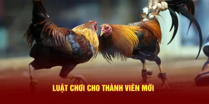 Luật chọi gà Campuchia tại ABC8 cho tân binh