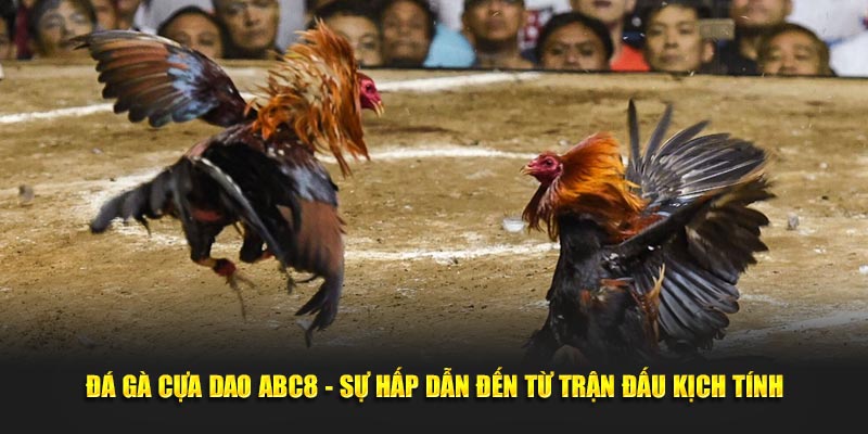 Đá Gà Cựa Dao ABC8 - Sự Hấp Dẫn Đến Từ Trận Đấu Kịch Tính