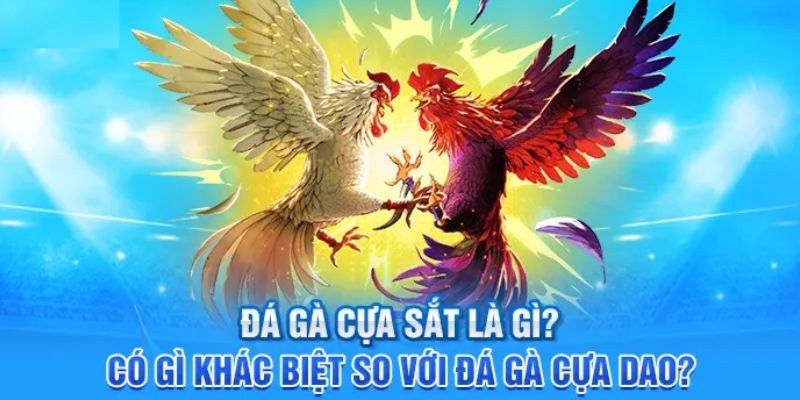 Bộ môn đá gà cựa sắt mới mẻ, kịch tính 