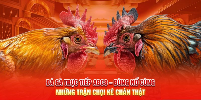 Đá Gà Trực Tiếp - ABC8 Phát Sóng Trực Tiếp Hôm Nay