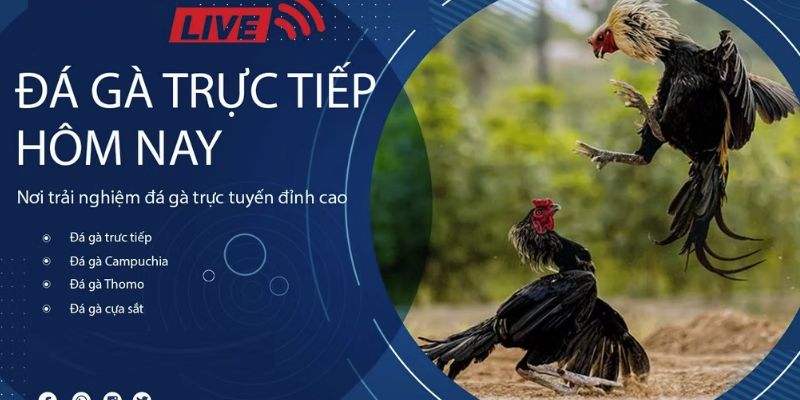 Hình thức thi đấu đá gà trực tiếp tại ACB8