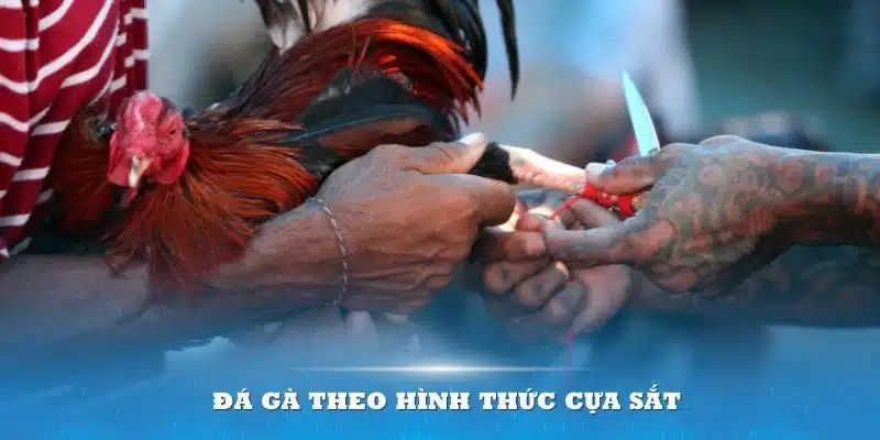 Luật thi đấu và ô cược trong đá gà cựa sắt