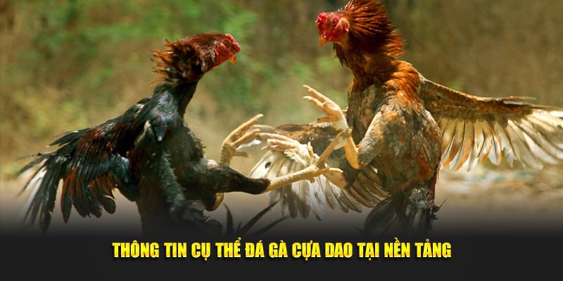 Thông tin cụ thể đá gà cựa dao tại nền tảng